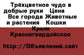 Трёхцветное чудо в добрые руки › Цена ­ 100 - Все города Животные и растения » Кошки   . Крым,Красногвардейское